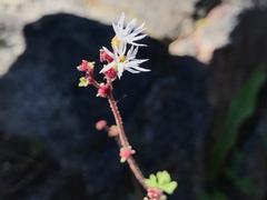 Lithophragma glabrum