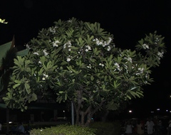 Plumeria obtusa