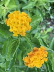 Lantana depressa