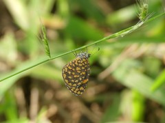 Baliochila hildegarda