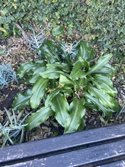 Veltheimia