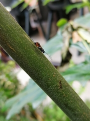 Agrothereutina