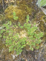 Muehlenbeckia volcanica