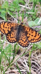 Melitaea trivia