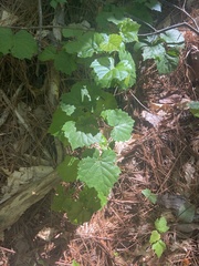 Vitis rotundifolia rotundifolia