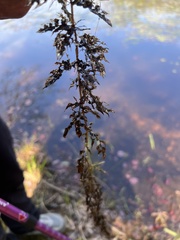 Utricularia inflata