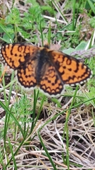 Melitaea trivia