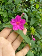Mirabilis jalapa
