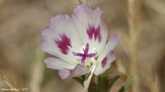Clarkia speciosa