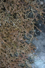 Selaginella sinensis