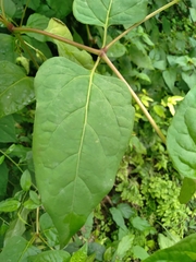 Mirabilis jalapa