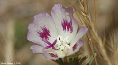 Clarkia speciosa