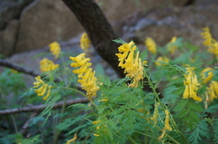 Corydalis speciosa