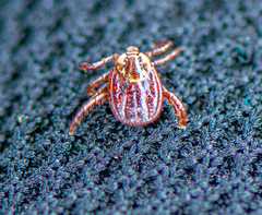 Dermacentor reticulatus