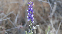 Delphinium parishii