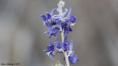 Delphinium parishii