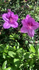 Rhododendron mucronulatum