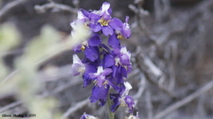 Delphinium parishii