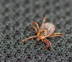 Dermacentor reticulatus