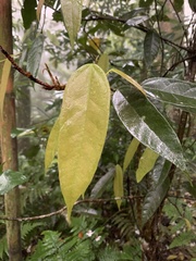 Ficus sarmentosa
