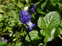 Thomisus spectabilis