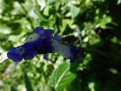 Thomisus spectabilis