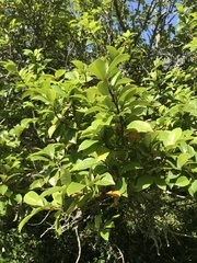 Magnolia figo