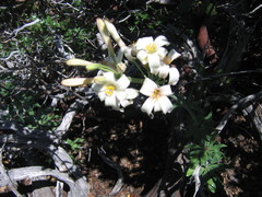 Lilium rubescens