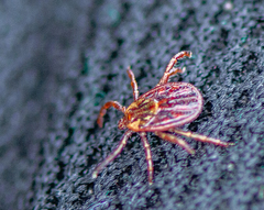 Dermacentor reticulatus
