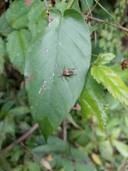 Insecta