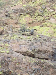 Mammillaria grahamii