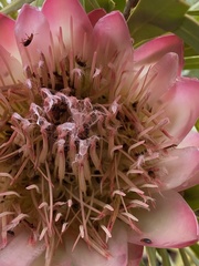 Chirodica