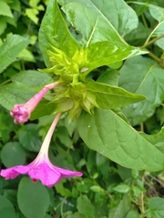 Mirabilis jalapa