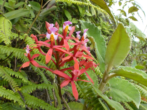 Epidendrum flexicaule Schltr.
