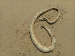 Hydrophis schistosus