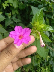 Mirabilis jalapa