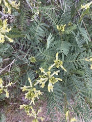 Astragalus eremiticus
