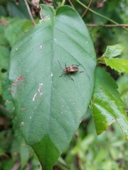 Insecta