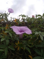 Ipomoea cairica