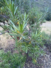 Ornithostaphylos oppositifolia