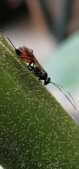 Agrothereutina