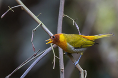 Hemithraupis ruficapilla