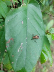 Insecta