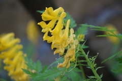 Corydalis speciosa