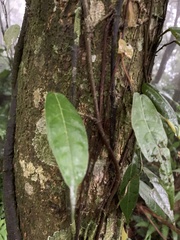 Ficus sarmentosa