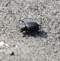 Pimelia bipunctata