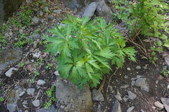 Aconitum kusnezoffii