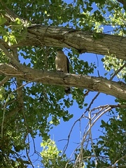 Accipiter cooperii