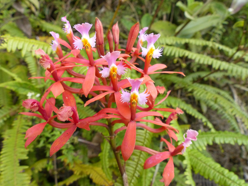 Epidendrum flexicaule Schltr. 2