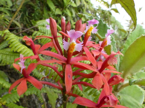 Epidendrum flexicaule Schltr. 3